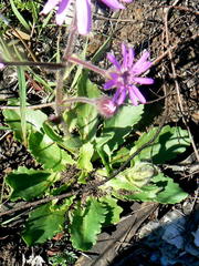 Senecio macrocephalus