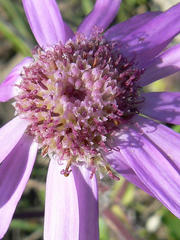 Senecio macrocephalus