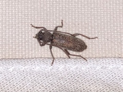 Trichoferus