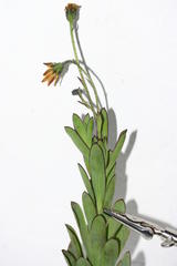 Osteospermum burttianum