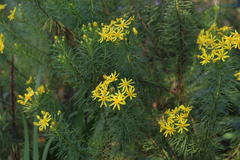 Euryops linearis