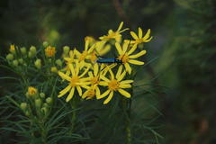Euryops linearis