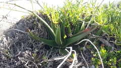 Gasteria acinacifolia