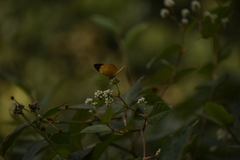 Cupha erymanthis maja