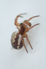 Hypsosinga albovittata