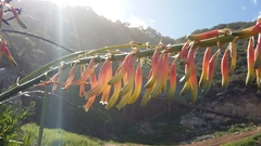 Gasteria acinacifolia