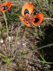 Moraea tulbaghensis