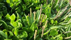 Plantago carnosa
