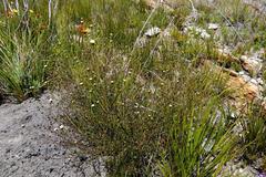 Senecio leptophyllus