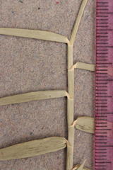 Phragmites mauritianus