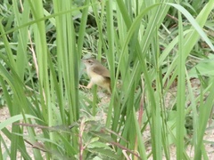 Prinia flaviventris sonitans