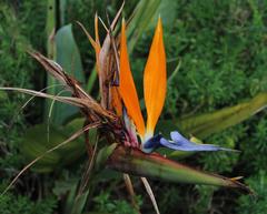 Strelitzia reginae reginae
