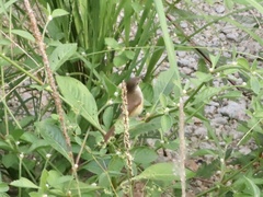 Prinia flaviventris sonitans