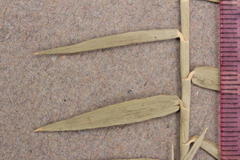 Phragmites mauritianus