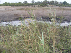 Phragmites mauritianus