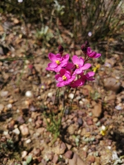 Ixia erubescens