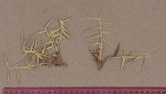 Phragmites mauritianus
