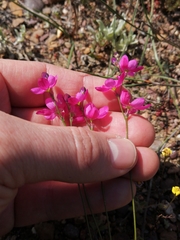 Ixia erubescens