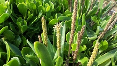 Plantago carnosa