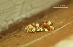 Acontia transfigurata