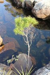Leucadendron pondoense