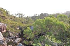 Leucadendron pondoense