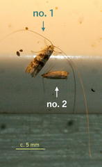 Adelidae