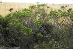 Leucadendron pondoense