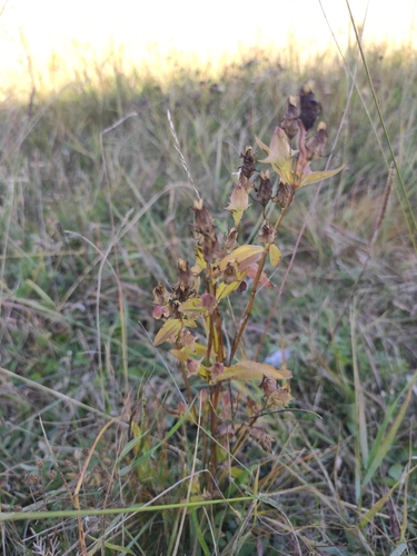 Halenia corniculata, photograph 4
