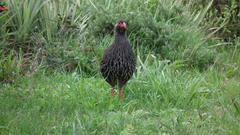 Pternistis afer castaneiventer