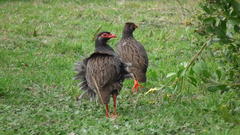 Pternistis afer castaneiventer