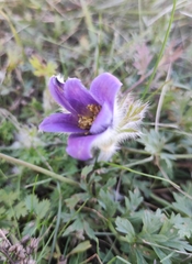 Pulsatilla ambigua