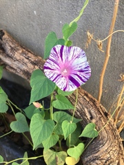 Ipomoea