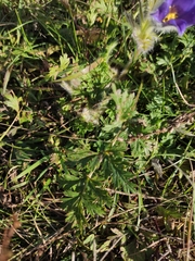 Pulsatilla ambigua