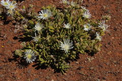 Drosanthemum eburneum