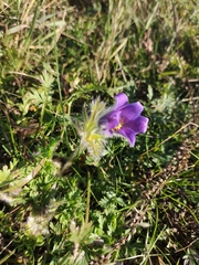 Pulsatilla ambigua