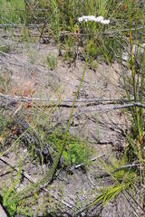 Pseudoselago candida