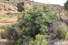 Podocarpus elongatus