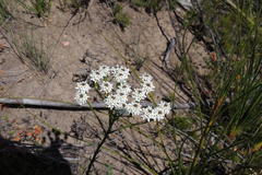 Pseudoselago candida