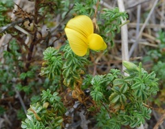 Ononis ramosissima