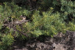 Podocarpus elongatus
