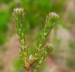 Erica tetralix