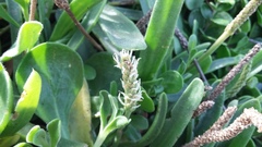 Plantago carnosa