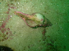 Africofusus ocelliferus