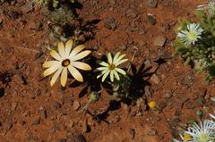 Dimorphotheca pinnata