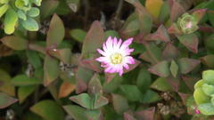 Delosperma patersoniae