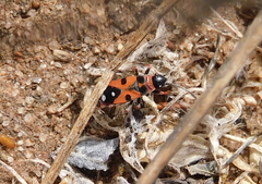 Horvathiolus guttatus