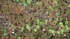 Delosperma patersoniae