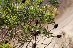 Leucadendron pondoense