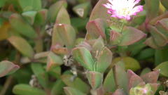 Delosperma patersoniae